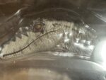 Nanmu Studio Zero-Set Easy Motion Velociraptor White Queen Action Figure 172862 photo review